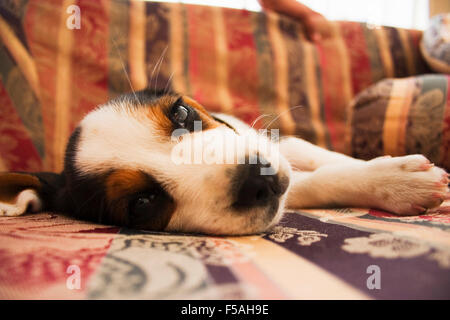 Beagle cucciolo che dorme sul divano Foto Stock