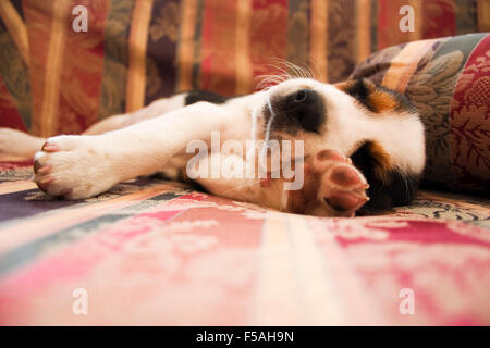 Beagle cucciolo che dorme sul divano Foto Stock