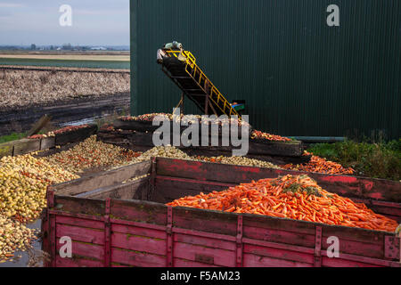 Wonky verdure scartate in Burscough, Lancashire, UK Ottobre, 2015. La riduzione dei rifiuti alimentari potrebbe contribuire a sfamare la fame nel mondo afferma il professor per Pincrup-Andersen, capo di un gruppo di esperti indipendenti che consigliano all'Organizzazione delle Nazioni Unite per l'alimentazione e l'agricoltura come affrontare il problema. In una serie di programmi, la BBC mette in evidenza anche la montagna di rifiuti alimentari che viene generata nelle aziende agricole britanniche a causa dei rigorosi standard cosmetici dei supermercati. Credit: Cernan Elias/Alamy Live News Foto Stock