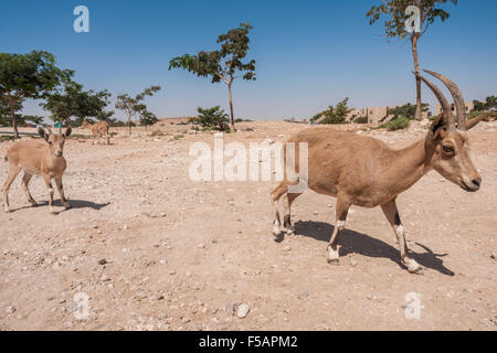 Mitzpe Ramon, Israele. Un Ibex (capre di montagna) vicino al 'Beresheet' hotel Foto Stock