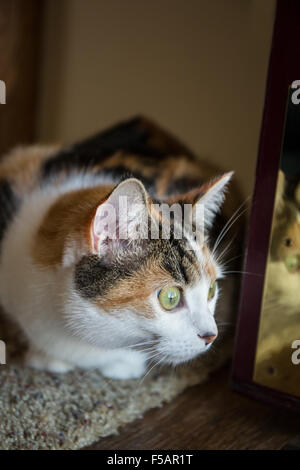 Molly, una gatta calico, curiosamente peeking intorno alla porta anteriore, a guardare a ciò che sta succedendo al di fuori Foto Stock