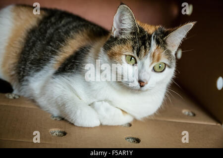 Molly, una gatta calico, rilassante all'interno della sua scatola di cartone nascondiglio Foto Stock