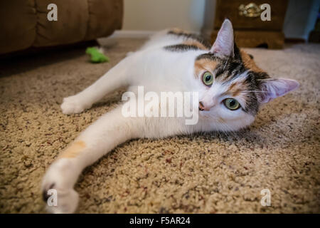 Molly, una gatta calico, stiramento su un pavimento di moquette Foto Stock