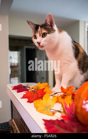 Molly, una gatta calico, con la sua lingua fuori, hungrily anticipando un morso di cracker dal suo proprietario Foto Stock