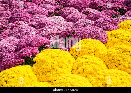 Un display di più di 3 mila mamme riempire il conservatorio all aperto del cortile di scultura con colore in autunno in Franklin Park Foto Stock