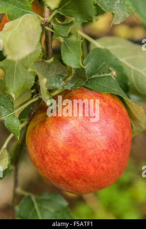 Jonagold Apple su un albero in Kiyokawa famiglia frutteti vicino a Hood River, Oregon, Stati Uniti d'America. Questo è fermata #18 in 2014 loop di frutta. Foto Stock