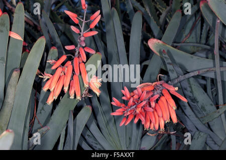 Close-up di Aloe ventola/bergaalwyn/tongaalwyn/Franschoekaalwyn fiori- Aloe plicatilis- Famiglia Asphodelaceae Foto Stock