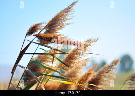 Un grande gruppo di reed comune close up Foto Stock