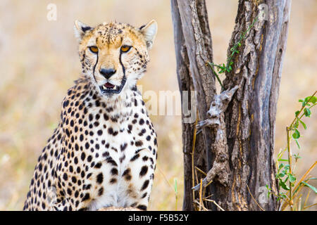 Ghepardo si siede sotto agli alberi e si guarda dopo i nemici nel Serengeti Foto Stock