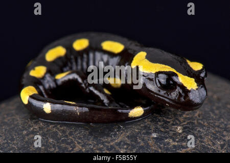 Salamandra pezzata (Salamandra salamandra) Foto Stock