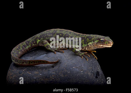 In marmo pigmeo newt (Triturus pygmaeus) Foto Stock