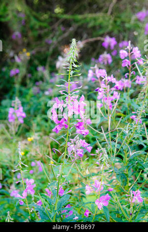 Rosa millefiori alpini, fotografato in Austria, Tirolo Foto Stock