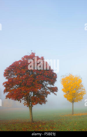 Nebbiosa mattina autunnale in Haylodge Park, Peebles, Scottish Borders Foto Stock