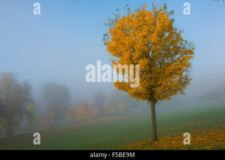 Nebbiosa mattina autunnale in Haylodge Park, Peebles, Scottish Borders Foto Stock