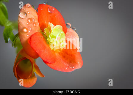 Bellissimo fiore bagnato sulla luce diurna Foto Stock