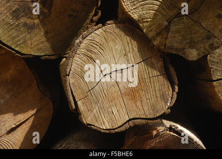 Chiudere fino ad un taglio tronco di albero Foto Stock