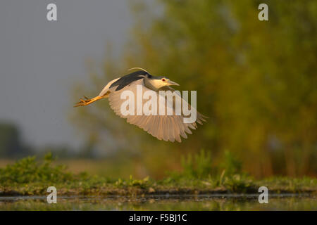 Nitticora (Nycticorax nycticorax) volare sull'acqua nella luce della sera, Kiskunság National Park, Ungheria Foto Stock