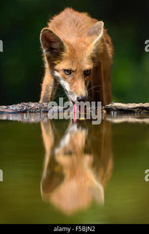 Red Fox (Vulpes vulpes vulpes) acqua potabile al piccolo lago di foresta, Kiskunság National Park, Est Ungheria Ungheria Foto Stock