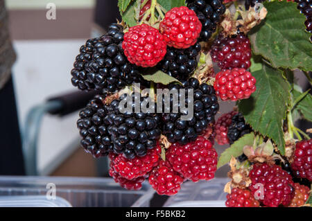 BlackBerry è un sottogenere del genere Rubus della famiglia di rosa (Rosacee) Foto Stock