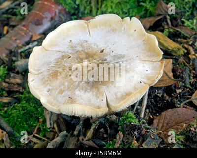 Una coppia esemplare del fungo Lepista Saeva growiing nella figliata di foglia. Foto Stock