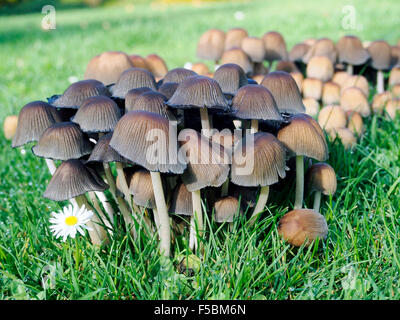 Un intrico di mycena aetites o squallida cofano i funghi che crescono in un prato Foto Stock