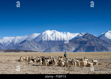 Ladakhi Pastore che conduce le pecore pascolano nei pascoli invernali di Tokung lungo il lago Pangong. Foto Stock