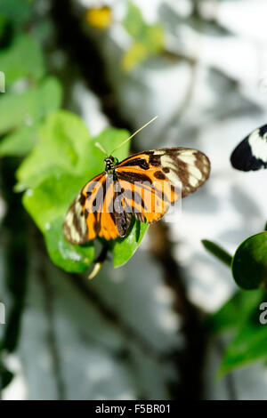 Key West Butterfly & Natura Conservatorio / Key West, Florida, Stati Uniti d'America Foto Stock