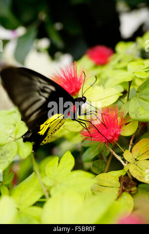 Key West Butterfly & Natura Conservatorio / Key West, Florida, Stati Uniti d'America Foto Stock