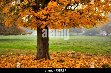 Appena caduto foglie sotto un albero in Wollaton Park Nottingham England Regno Unito Foto Stock