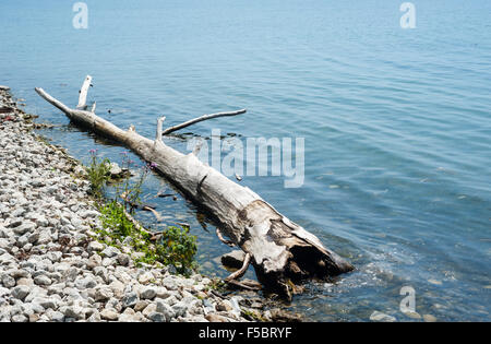 A SECCO grande driftwood accedere alla spiaggia rocciosa, in acque poco profonde rientranti nella copia di spazio. Foto Stock