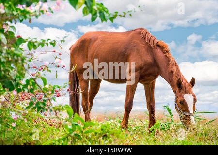 Pascolo cavallo marrone sul verde pascolo con un bellissimo sfondo della natura Foto Stock