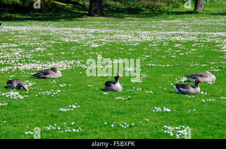 Graylag Goosee Anser cinque oche seduto su un prato con molla di margherite Kew Gardens, Londra Inghilterra Foto Stock