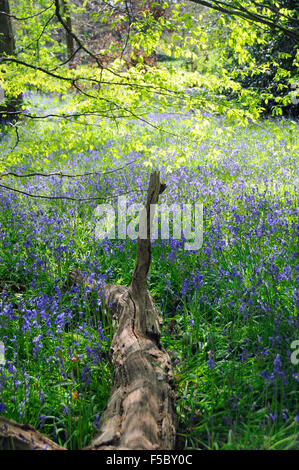 Corteccia di albero e tappeto bluebells come fiori di prato in zona boscosa di Kew Gardens, Londra Inghilterra Foto Stock