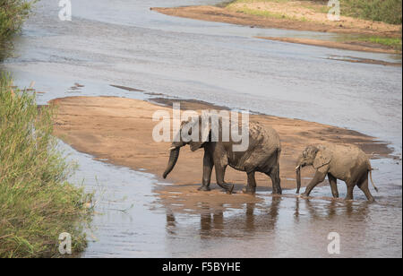 Gli elefanti che attraversa un fiume poco profondo Foto Stock