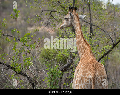 Giovani giraffe alimentazione nel Parco Nazionale di Kruger Foto Stock