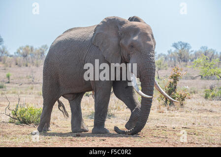Elephant bull in appoggio il suo tronco sul terreno nel Parco Nazionale di Kruger Foto Stock