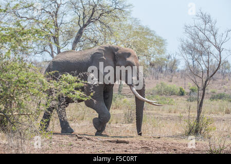 Un elefante bull a piedi fuori da dietro un albero di Acacia Foto Stock