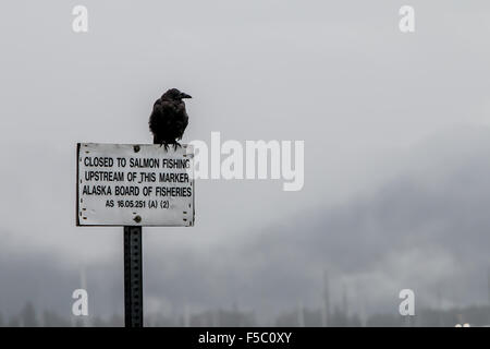 Raven arroccato su un 'no la pesca al salmone' firmare in Alaska. Foto Stock