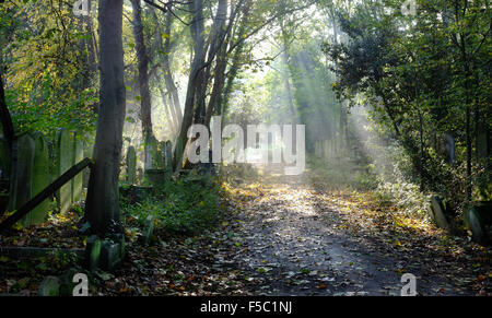 Sun rays into overgrown graveyard in Tower Hamlets Cemetery Park, London, UK autumn Foto Stock