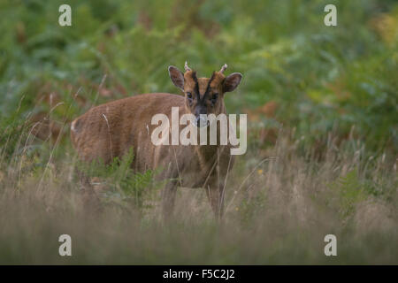 Cervo Muntjak Foto Stock