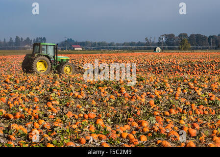 Campo di zucche pronto per il raccolto, Willamette Valley, Oregon. Foto Stock