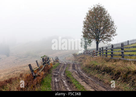 Colorful autumn trees  Colorful autumn trees  Colorful autumn trees Foto Stock
