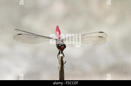 Fiery dragonfly Skimmer Orthetrum migratum Foto Stock