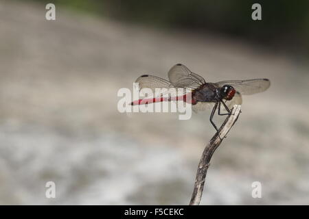 Fiery dragonfly Skimmer Orthetrum migratum Foto Stock
