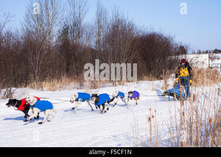 Maschio adulto musher è a capo di un team di cani husky annuale sul Lupo Track Classic Sled Dog Race Competition, Ely, MN, Stati Uniti d'America Foto Stock