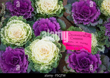 Brassica oleracea var. acephala colorato cavoli decorativi per la vendita a un prezzo di mercato di £ 2,25 ogni 2015 Foto Stock