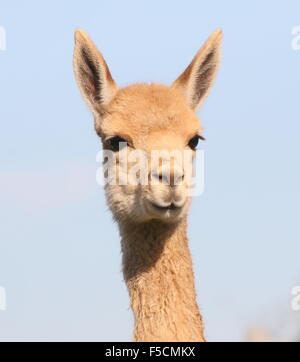 Sud Americana Vicuña (Vicugna vicugna), in prossimità della testa, rivolta verso la telecamera. Foto Stock