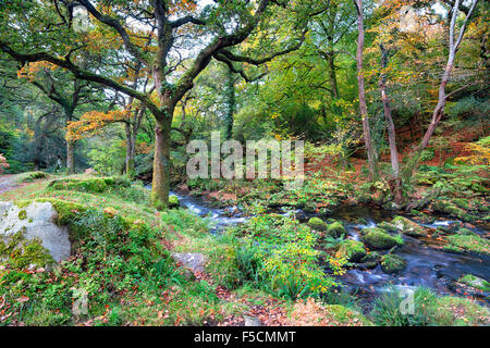 Splendido bosco lungo le rive del fiume Plym a Dewerstone sul Parco Nazionale di Dartmoor in Devon Foto Stock