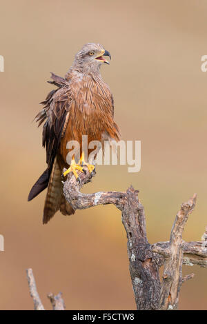 Nibbio, Adulti appollaiato su un albero morto, Basilicata, Italia (Milvus migrans) Foto Stock