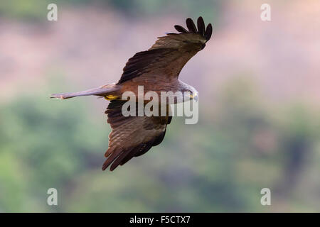 Nibbio, adulti in volo, Basilicata, Italia (Milvus migrans) Foto Stock